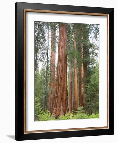 Flowering Dogwood Tree, Yosemite National Park, California, USA-Jamie & Judy Wild-Framed Photographic Print