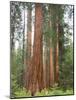 Flowering Dogwood Tree, Yosemite National Park, California, USA-Jamie & Judy Wild-Mounted Photographic Print