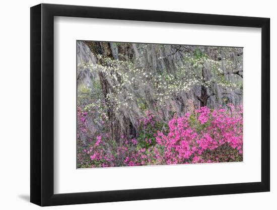 Flowering dogwood trees and azaleas in spring, Bonaventure Cemetery, Georgia-Adam Jones-Framed Photographic Print