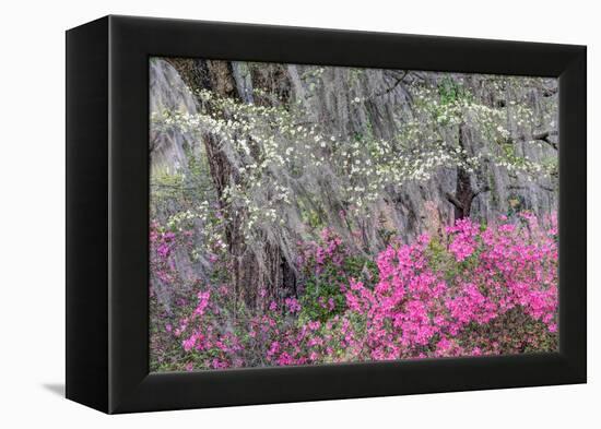 Flowering dogwood trees and azaleas in spring, Bonaventure Cemetery, Georgia-Adam Jones-Framed Premier Image Canvas