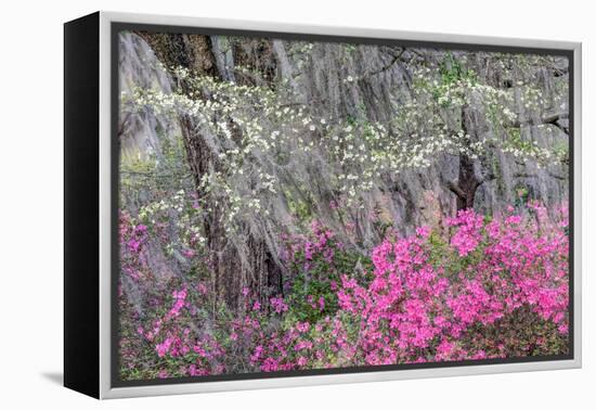 Flowering dogwood trees and azaleas in spring, Bonaventure Cemetery, Georgia-Adam Jones-Framed Premier Image Canvas