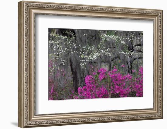 Flowering dogwood trees and azaleas in spring, Bonaventure Cemetery, Georgia-Adam Jones-Framed Photographic Print