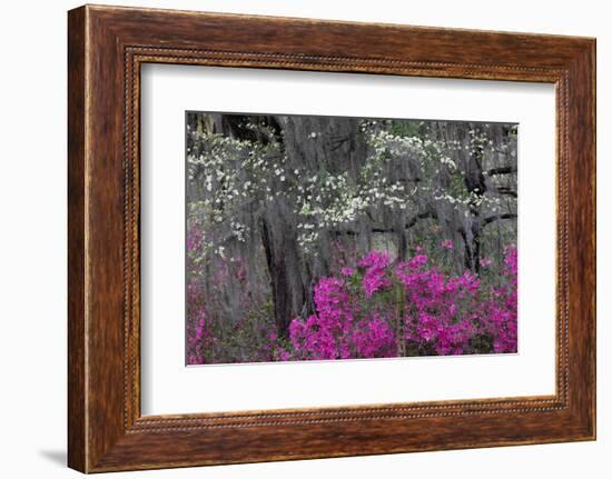 Flowering dogwood trees and azaleas in spring, Bonaventure Cemetery, Georgia-Adam Jones-Framed Photographic Print