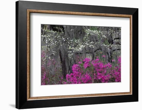 Flowering dogwood trees and azaleas in spring, Bonaventure Cemetery, Georgia-Adam Jones-Framed Photographic Print