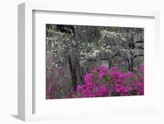 Flowering dogwood trees and azaleas in spring, Bonaventure Cemetery, Georgia-Adam Jones-Framed Photographic Print