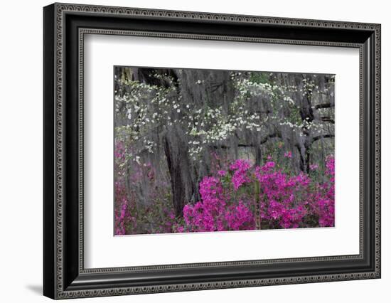 Flowering dogwood trees and azaleas in spring, Bonaventure Cemetery, Georgia-Adam Jones-Framed Photographic Print