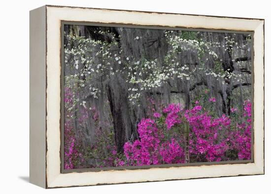 Flowering dogwood trees and azaleas in spring, Bonaventure Cemetery, Georgia-Adam Jones-Framed Premier Image Canvas