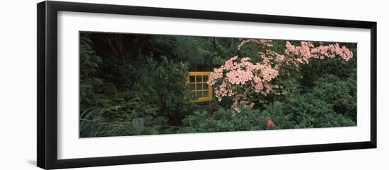 Flowering Dogwood with a Garden Gate, Anacortes, Fidalgo Island, Skagit County, Washington State...-null-Framed Photographic Print