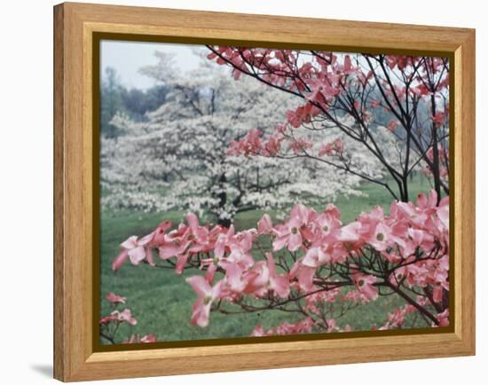 Flowering Dogwood-Henry Groskinsky-Framed Premier Image Canvas