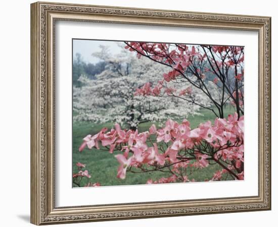 Flowering Dogwood-Henry Groskinsky-Framed Photographic Print