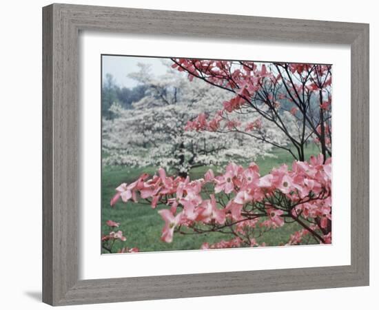 Flowering Dogwood-Henry Groskinsky-Framed Photographic Print