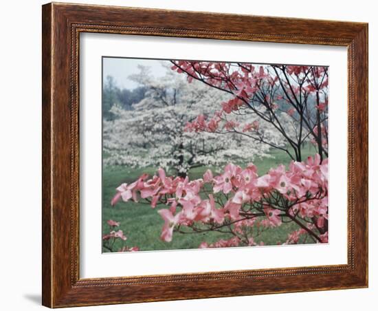 Flowering Dogwood-Henry Groskinsky-Framed Photographic Print