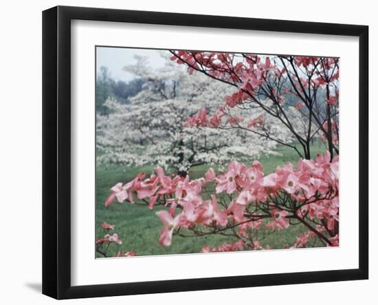 Flowering Dogwood-Henry Groskinsky-Framed Photographic Print