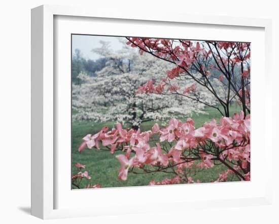 Flowering Dogwood-Henry Groskinsky-Framed Photographic Print