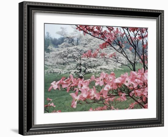 Flowering Dogwood-Henry Groskinsky-Framed Photographic Print