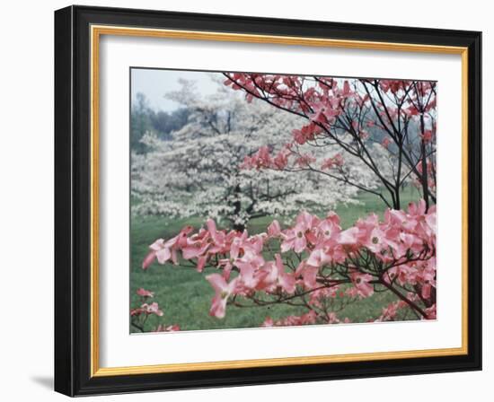 Flowering Dogwood-Henry Groskinsky-Framed Photographic Print