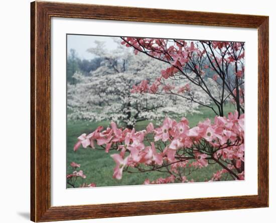 Flowering Dogwood-Henry Groskinsky-Framed Photographic Print