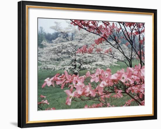 Flowering Dogwood-Henry Groskinsky-Framed Photographic Print