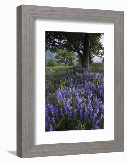 Flowering Hairy Vetch (Vicia Villosa) and Pedunculate Oak (Quercus Robur) Bosnia and Herzegovina-della Ferrera-Framed Photographic Print