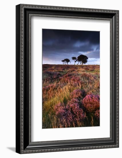 Flowering heather with pine trees, Exmoor NP, Somerset, UK-Ross Hoddinott-Framed Photographic Print