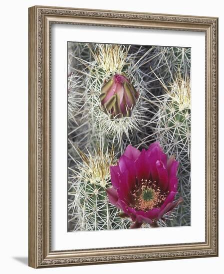 Flowering Hedgehog Cactus, Saguaro National Park, Arizona, USA-Jamie & Judy Wild-Framed Photographic Print