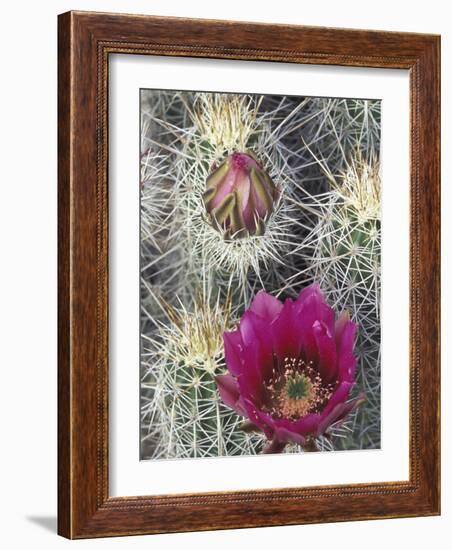 Flowering Hedgehog Cactus, Saguaro National Park, Arizona, USA-Jamie & Judy Wild-Framed Photographic Print