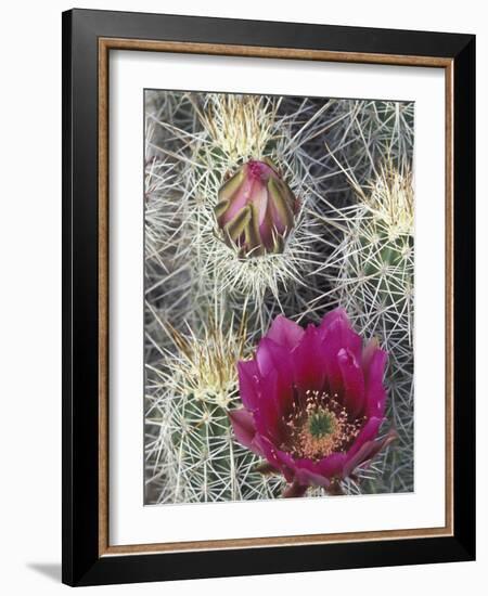 Flowering Hedgehog Cactus, Saguaro National Park, Arizona, USA-Jamie & Judy Wild-Framed Photographic Print