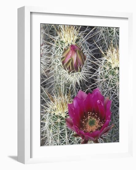 Flowering Hedgehog Cactus, Saguaro National Park, Arizona, USA-Jamie & Judy Wild-Framed Photographic Print