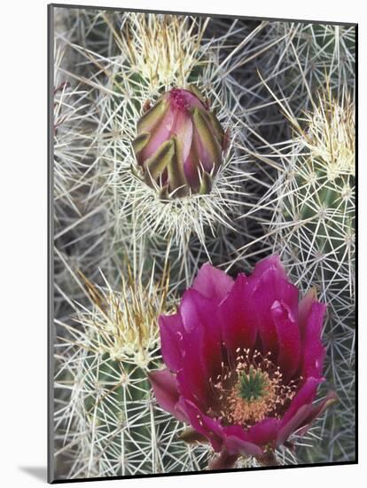 Flowering Hedgehog Cactus, Saguaro National Park, Arizona, USA-Jamie & Judy Wild-Mounted Photographic Print