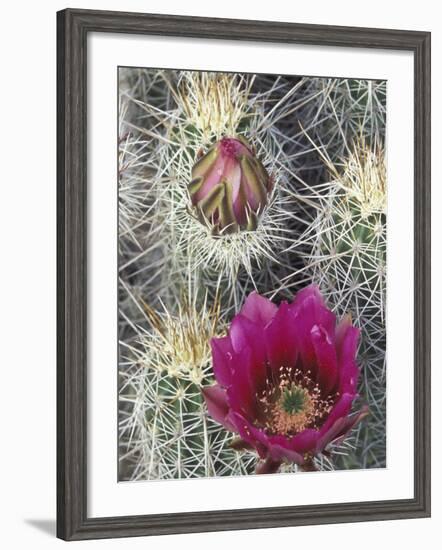 Flowering Hedgehog Cactus, Saguaro National Park, Arizona, USA-Jamie & Judy Wild-Framed Photographic Print