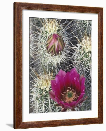 Flowering Hedgehog Cactus, Saguaro National Park, Arizona, USA-Jamie & Judy Wild-Framed Photographic Print