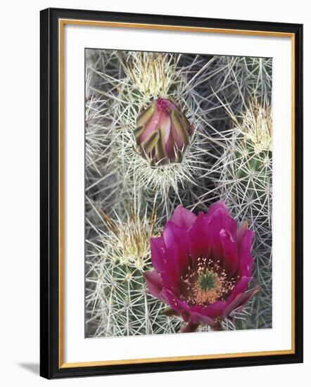 Flowering Hedgehog Cactus, Saguaro National Park, Arizona, USA-Jamie & Judy Wild-Framed Photographic Print
