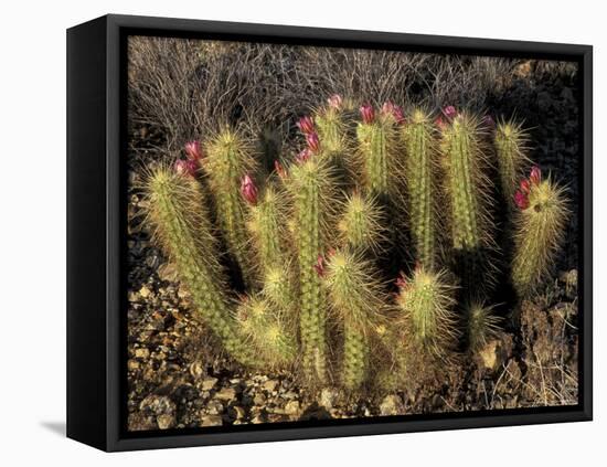 Flowering Hedgehog Cactus, Saguaro National Park, Arizona, USA-Jamie & Judy Wild-Framed Premier Image Canvas