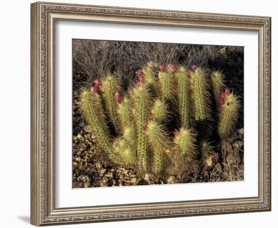 Flowering Hedgehog Cactus, Saguaro National Park, Arizona, USA-Jamie & Judy Wild-Framed Photographic Print