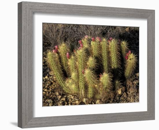 Flowering Hedgehog Cactus, Saguaro National Park, Arizona, USA-Jamie & Judy Wild-Framed Photographic Print