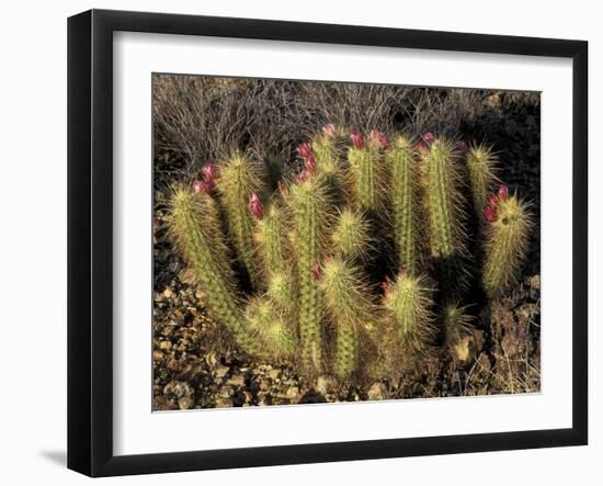 Flowering Hedgehog Cactus, Saguaro National Park, Arizona, USA-Jamie & Judy Wild-Framed Photographic Print