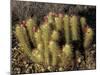 Flowering Hedgehog Cactus, Saguaro National Park, Arizona, USA-Jamie & Judy Wild-Mounted Photographic Print