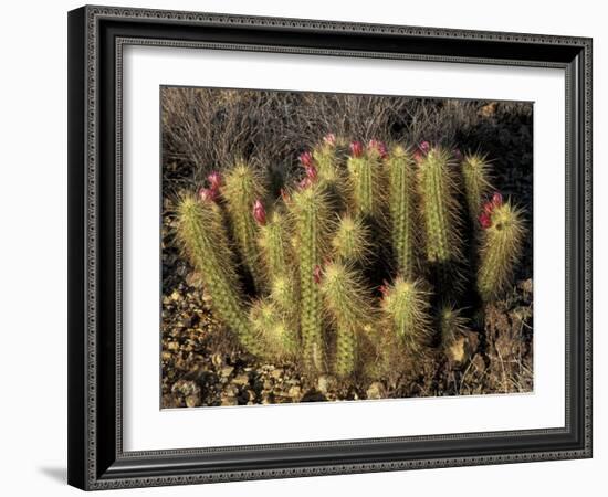 Flowering Hedgehog Cactus, Saguaro National Park, Arizona, USA-Jamie & Judy Wild-Framed Photographic Print