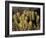 Flowering Hedgehog Cactus, Saguaro National Park, Arizona, USA-Jamie & Judy Wild-Framed Photographic Print