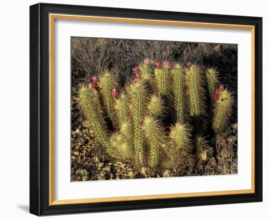 Flowering Hedgehog Cactus, Saguaro National Park, Arizona, USA-Jamie & Judy Wild-Framed Photographic Print