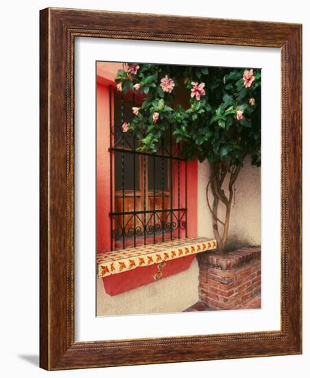 Flowering Hibiscus Near Pink Window, Puerto Vallarta, Mexico-Tom Haseltine-Framed Photographic Print