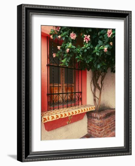 Flowering Hibiscus Near Pink Window, Puerto Vallarta, Mexico-Tom Haseltine-Framed Photographic Print