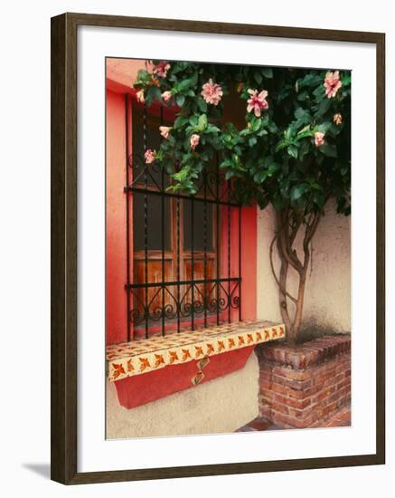 Flowering Hibiscus Near Pink Window, Puerto Vallarta, Mexico-Tom Haseltine-Framed Photographic Print