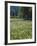 Flowering Meadow, Dandelion Clocks, Trees, Edge of the Forest-Thonig-Framed Photographic Print