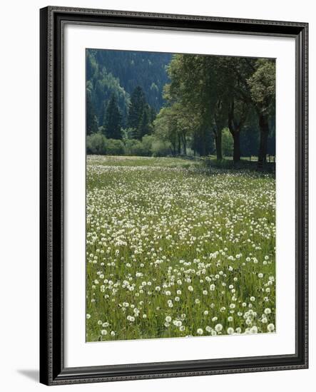 Flowering Meadow, Dandelion Clocks, Trees, Edge of the Forest-Thonig-Framed Photographic Print