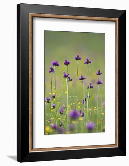 Flowering Meadow with Thistles (Cirsium Rivulare) and Buttercups (Ranunculus) Poloniny Np, Slovakia-Wothe-Framed Photographic Print