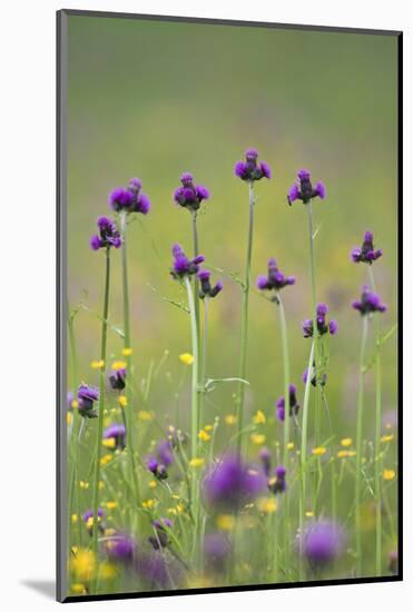 Flowering Meadow with Thistles (Cirsium Rivulare) and Buttercups (Ranunculus) Poloniny Np, Slovakia-Wothe-Mounted Photographic Print