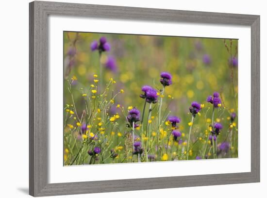 Flowering Meadow with Thistles (Cirsium Rivulare) and Buttercups (Ranunculus) Poloniny Np, Slovakia-Wothe-Framed Photographic Print