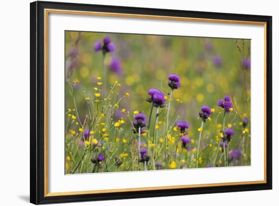 Flowering Meadow with Thistles (Cirsium Rivulare) and Buttercups (Ranunculus) Poloniny Np, Slovakia-Wothe-Framed Photographic Print