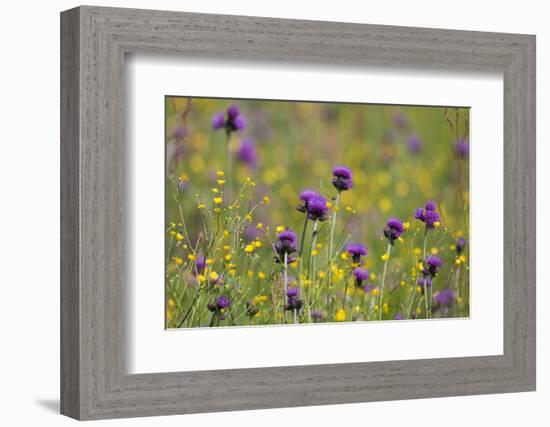 Flowering Meadow with Thistles (Cirsium Rivulare) and Buttercups (Ranunculus) Poloniny Np, Slovakia-Wothe-Framed Photographic Print